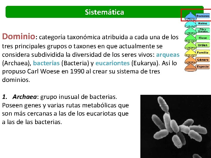 Sistemática Dominio: categoría taxonómica atribuida a cada una de los tres principales grupos o