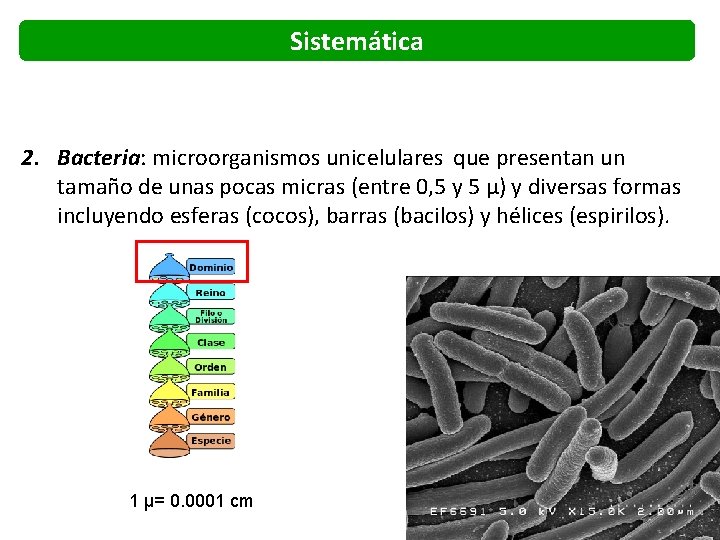 Sistemática 2. Bacteria: microorganismos unicelulares que presentan un tamaño de unas pocas micras (entre