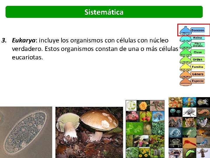Sistemática 3. Eukarya: incluye los organismos con células con núcleo verdadero. Estos organismos constan