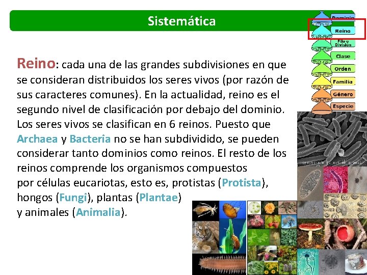 Sistemática Reino: cada una de las grandes subdivisiones en que se consideran distribuidos los