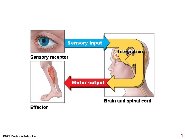 Sensory input Integration Sensory receptor Motor output Brain and spinal cord Effector © 2018