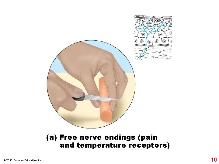 (a) Free nerve endings (pain and temperature receptors) © 2018 Pearson Education, Inc. 10