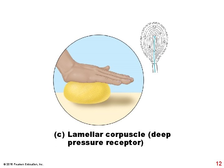 (c) Lamellar corpuscle (deep pressure receptor) © 2018 Pearson Education, Inc. 12 