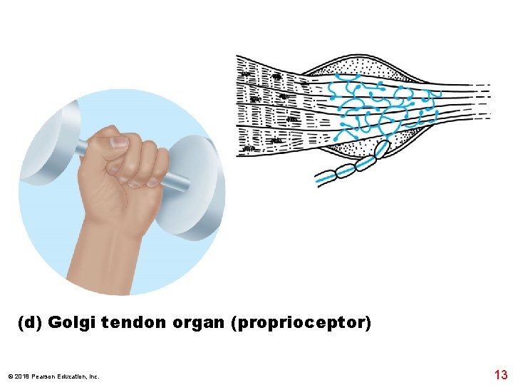 (d) Golgi tendon organ (proprioceptor) © 2018 Pearson Education, Inc. 13 