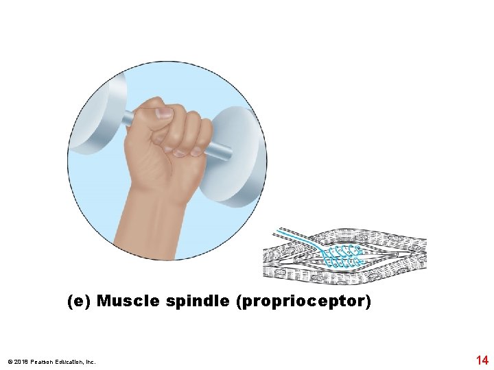 (e) Muscle spindle (proprioceptor) © 2018 Pearson Education, Inc. 14 