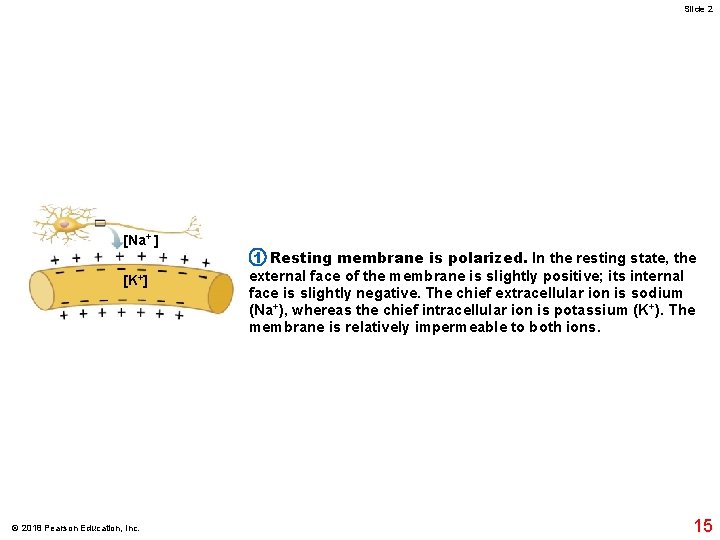 Slide 2 [Na+ ] [K+] © 2018 Pearson Education, Inc. 1 Resting membrane is