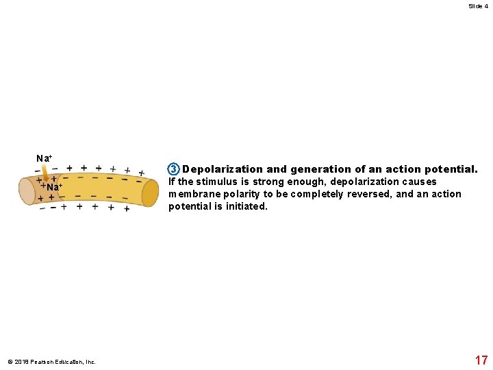 Slide 4 Na+ © 2018 Pearson Education, Inc. 3 Depolarization and generation of an