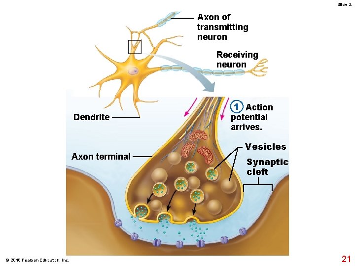 Slide 2 Axon of transmitting neuron Receiving neuron Dendrite Axon terminal © 2018 Pearson