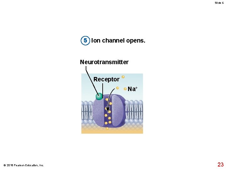 Slide 6 5 Ion channel opens. Neurotransmitter Receptor Na+ Receiving neuron © 2018 Pearson