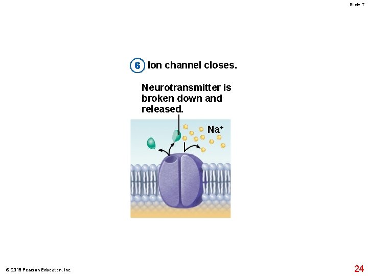 Slide 7 6 Ion channel closes. Neurotransmitter is broken down and released. Na+ Receiving
