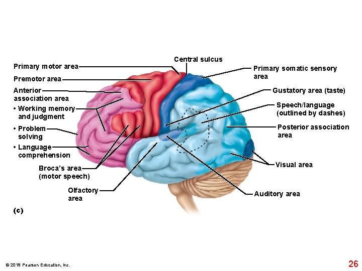Primary motor area Premotor area Anterior association area • Working memory and judgment •