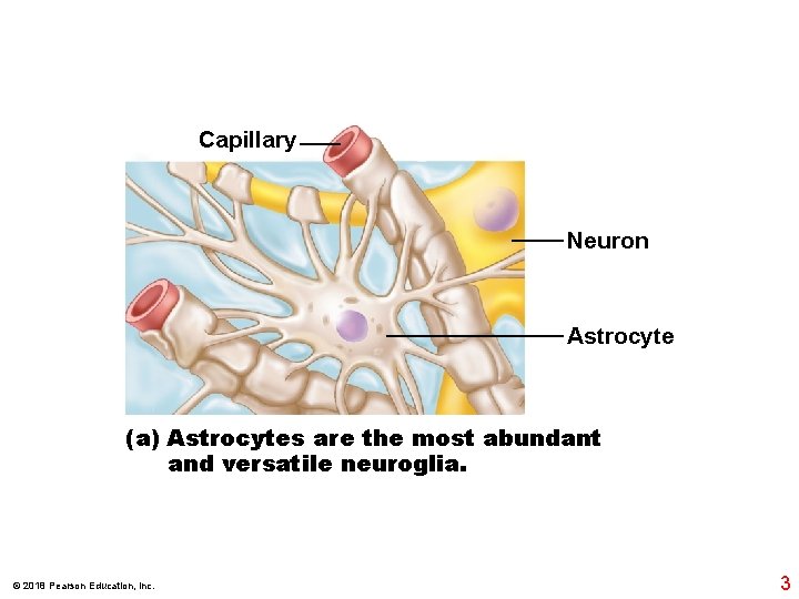 Capillary Neuron Astrocyte (a) Astrocytes are the most abundant and versatile neuroglia. © 2018