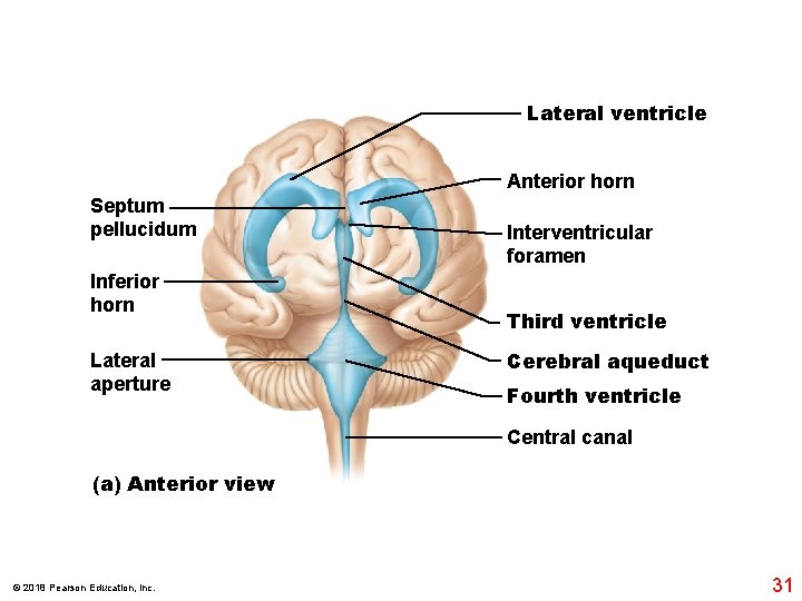 Lateral ventricle Anterior horn Septum pellucidum Inferior horn Lateral aperture Interventricular foramen Third ventricle