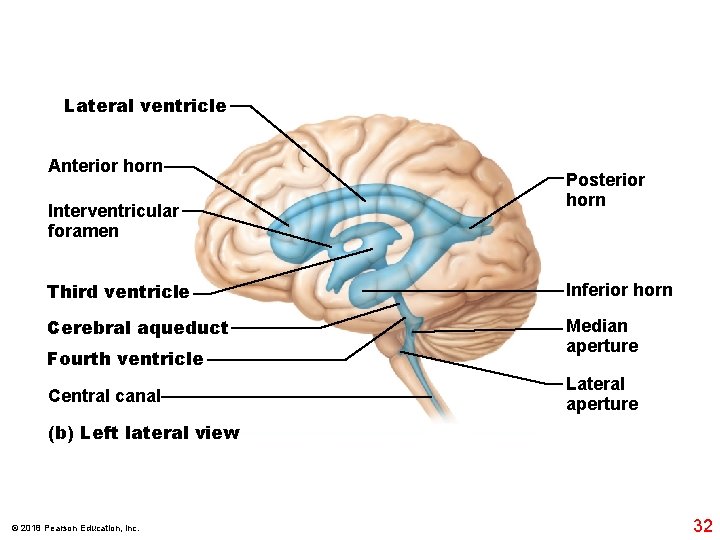Lateral ventricle Anterior horn Interventricular foramen Posterior horn Third ventricle Inferior horn Cerebral aqueduct