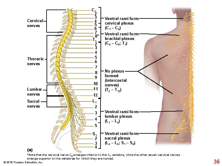 Cervical nerves Thoracic nerves Lumbar nerves Sacral nerves C 1 2 3 4 5