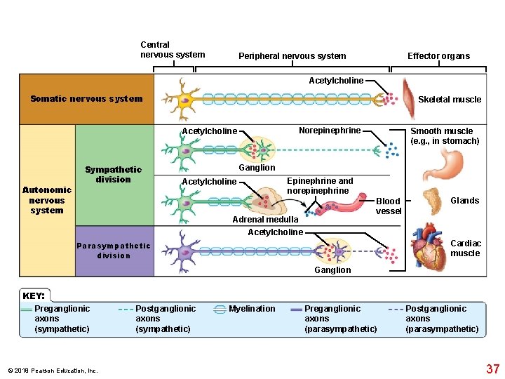 Central nervous system Peripheral nervous system Effector organs Acetylcholine Somatic nervous system Skeletal muscle