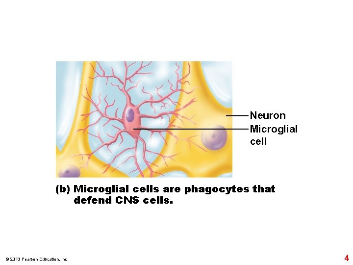 Neuron Microglial cell (b) Microglial cells are phagocytes that defend CNS cells. © 2018