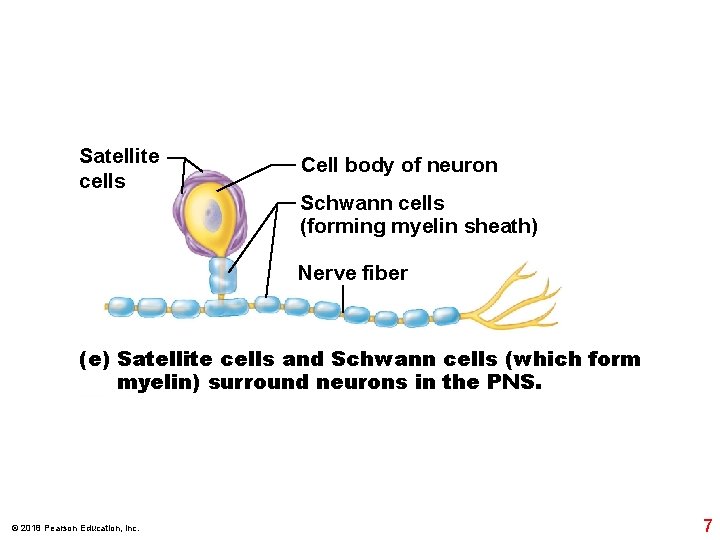 Satellite cells Cell body of neuron Schwann cells (forming myelin sheath) Nerve fiber (e)
