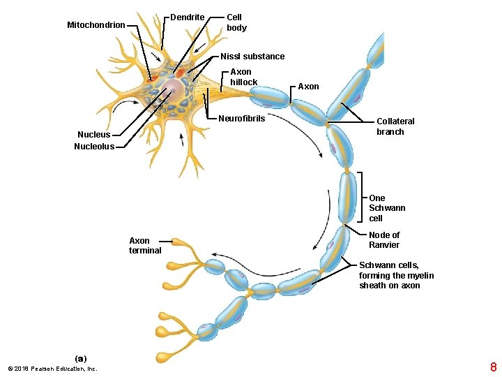 Dendrite Mitochondrion Cell body Nissl substance Axon hillock Neurofibrils Nucleus Nucleolus Axon Collateral branch