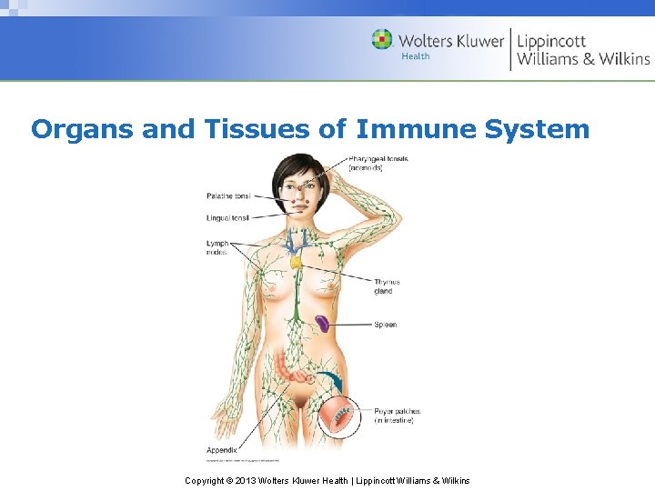 Organs and Tissues of Immune System Copyright © 2013 Wolters Kluwer Health | Lippincott