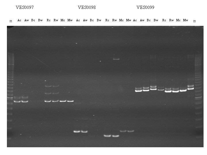 VES 0097 m Ac Aw Bc VES 0098 Bw Rc Rw Mc Mw Ac