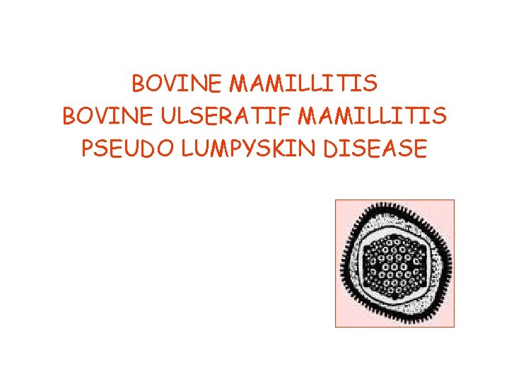 BOVINE MAMILLITIS BOVINE ULSERATIF MAMILLITIS PSEUDO LUMPYSKIN DISEASE 