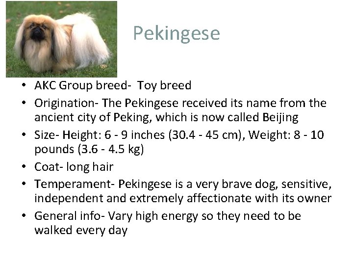 Pekingese • AKC Group breed- Toy breed • Origination- The Pekingese received its name