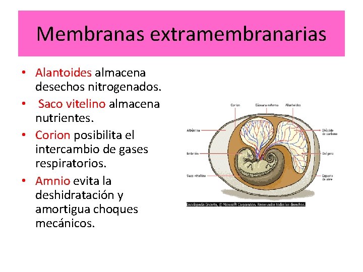 Membranas extramembranarias • Alantoides almacena desechos nitrogenados. • Saco vitelino almacena nutrientes. • Corion