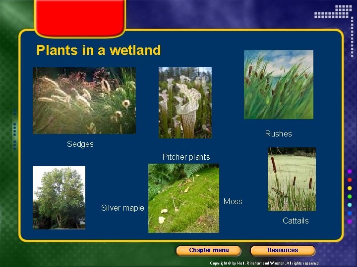 Plants in a wetland Rushes Sedges Pitcher plants Silver maple Moss Cattails Chapter menu