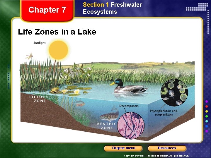 Chapter 7 Section 1 Freshwater Ecosystems Life Zones in a Lake Chapter menu Resources