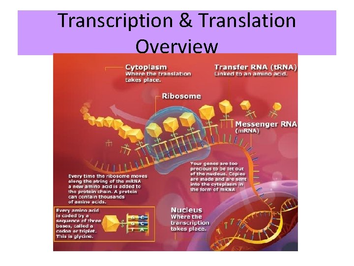 Transcription & Translation Overview 