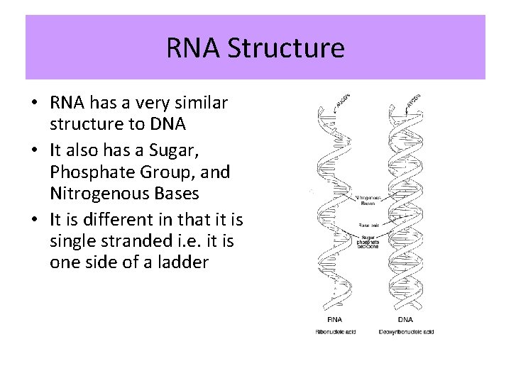 RNA Structure • RNA has a very similar structure to DNA • It also