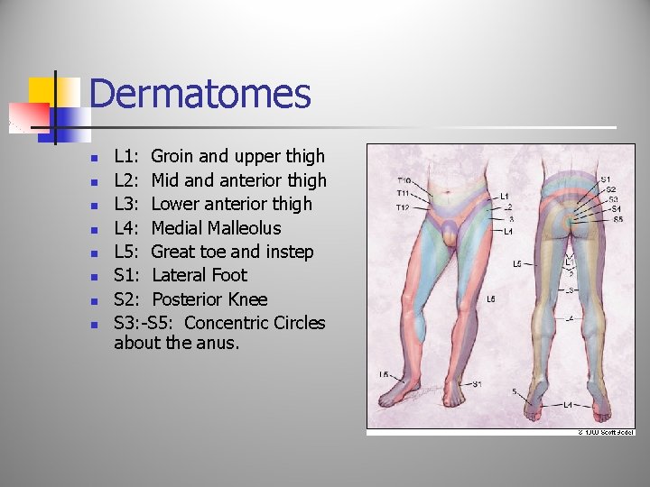 Dermatomes n n n n L 1: Groin and upper thigh L 2: Mid