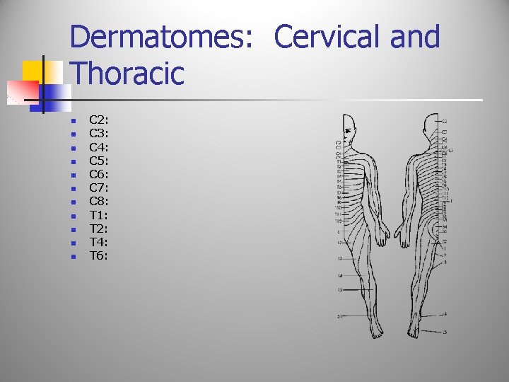 Dermatomes: Cervical and Thoracic n n n C 2: C 3: C 4: C