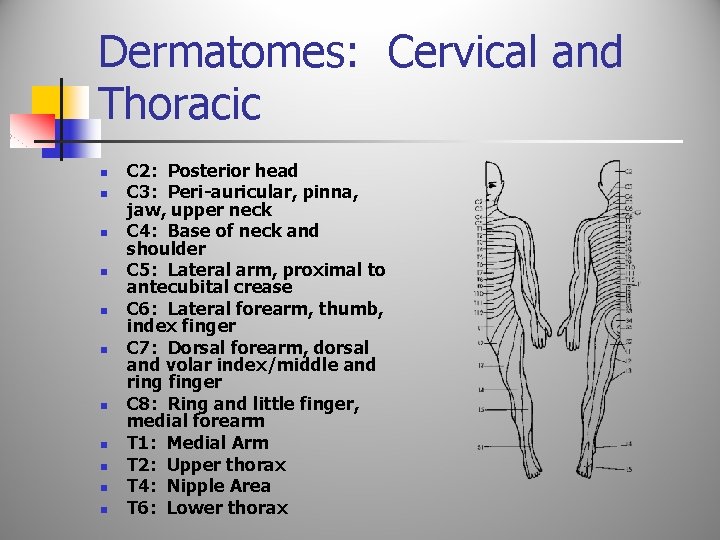 Dermatomes: Cervical and Thoracic n n n C 2: Posterior head C 3: Peri-auricular,