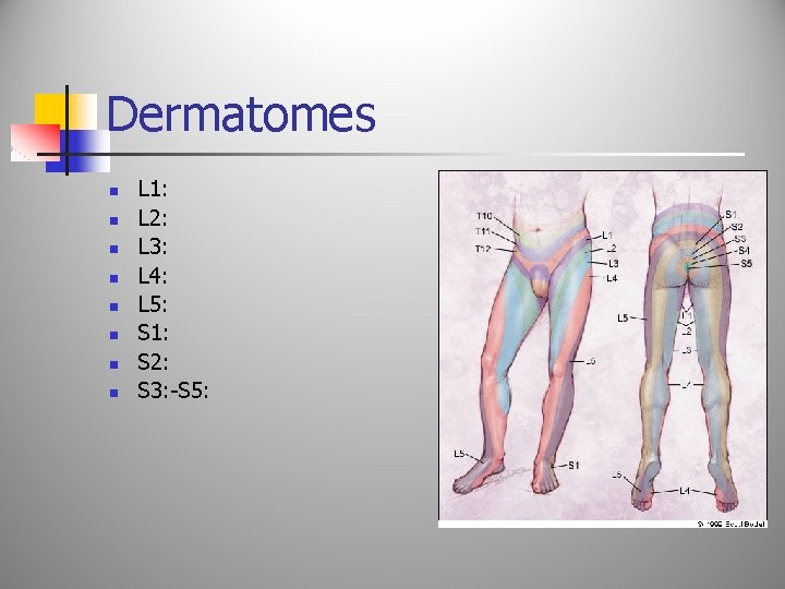Dermatomes n n n n L 1: L 2: L 3: L 4: L