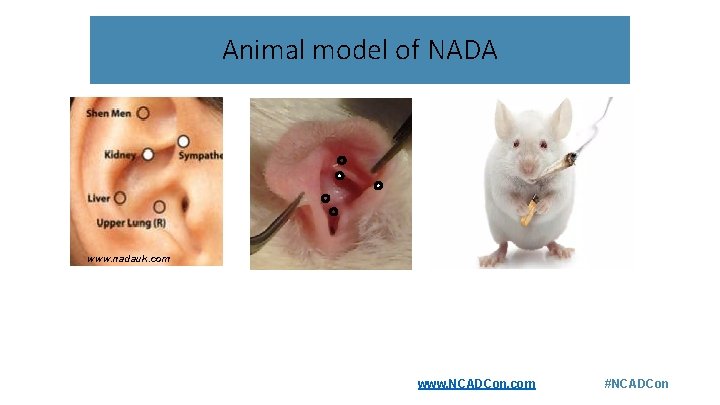 Animal model of NADA www. nadauk. com www. NCADCon. com #NCADCon 