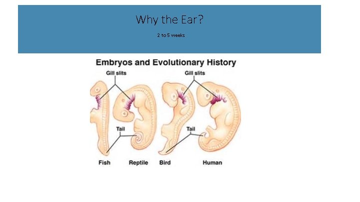 Why the Ear? 2 to 5 weeks 