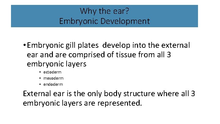 Why the ear? Embryonic Development • Embryonic gill plates develop into the external ear