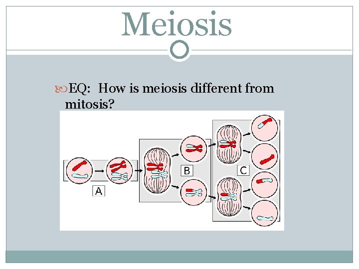 Meiosis EQ: How is meiosis different from mitosis? 