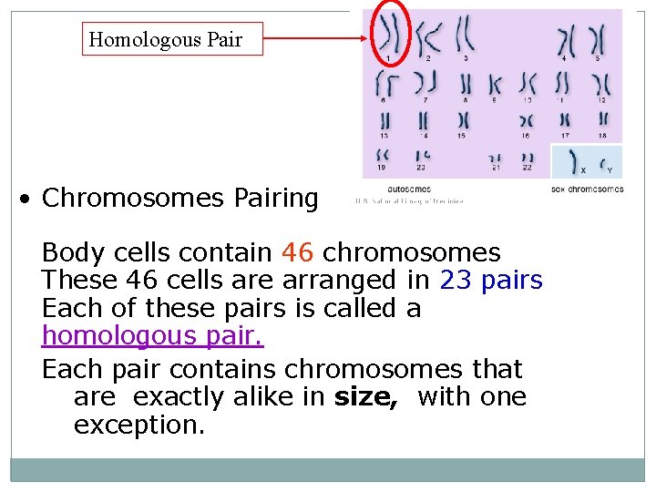 Homologous Pair • Chromosomes Pairing Body cells contain 46 chromosomes These 46 cells are
