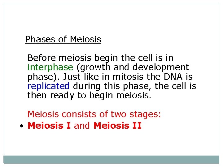  Phases of Meiosis Before meiosis begin the cell is in interphase (growth and