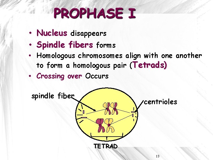  • Nucleus disappears • Spindle fibers forms • Homologous chromosomes align with one