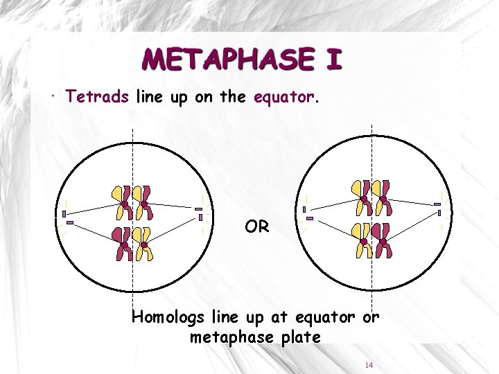 Tetrads line up on the equator. OR Homologs line up at equator or