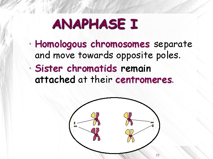  Homologous chromosomes separate and move towards opposite poles. Sister chromatids remain attached at