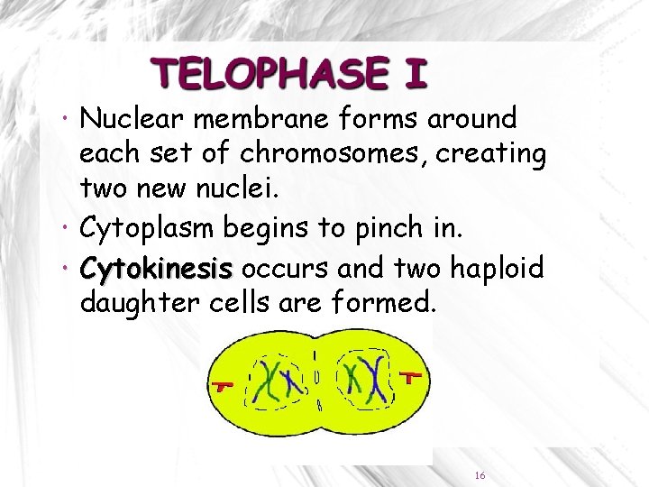  Nuclear membrane forms around each set of chromosomes, creating two new nuclei. Cytoplasm