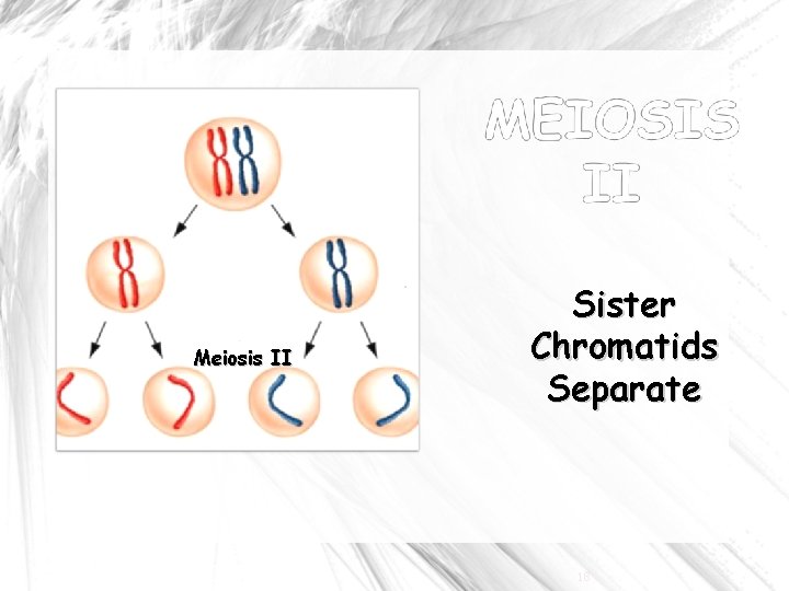 Meiosis II Sister Chromatids Separate 18 