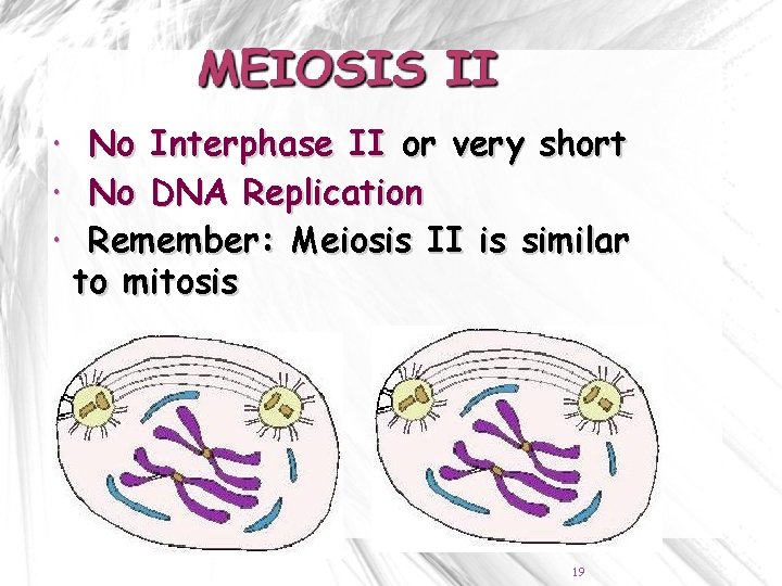  No Interphase II or very short No DNA Replication Remember: Meiosis II is