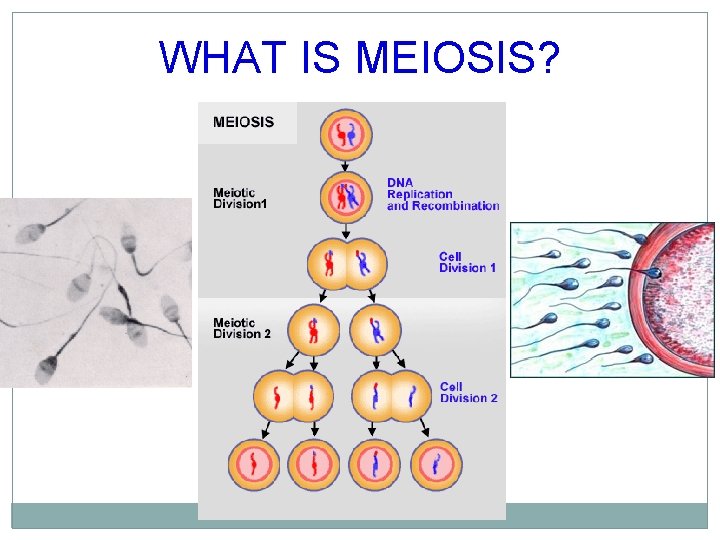 WHAT IS MEIOSIS? 
