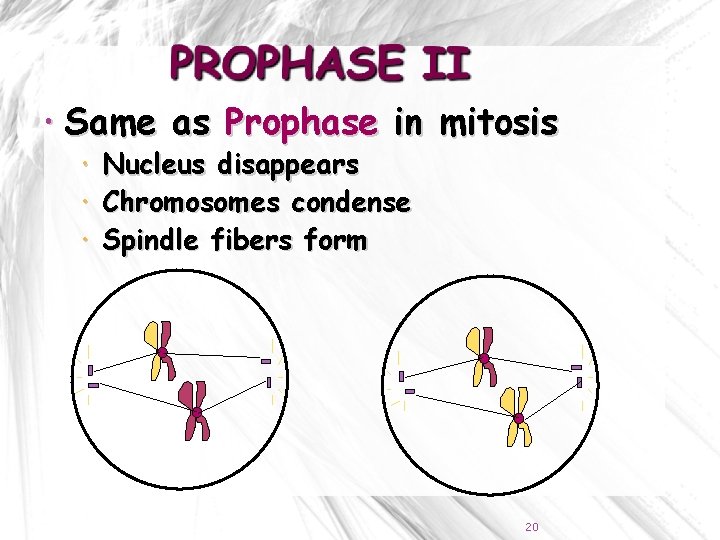  Same as Prophase in mitosis Nucleus disappears Chromosomes condense Spindle fibers form 20
